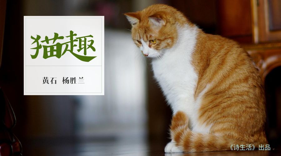 趣猫文化传媒